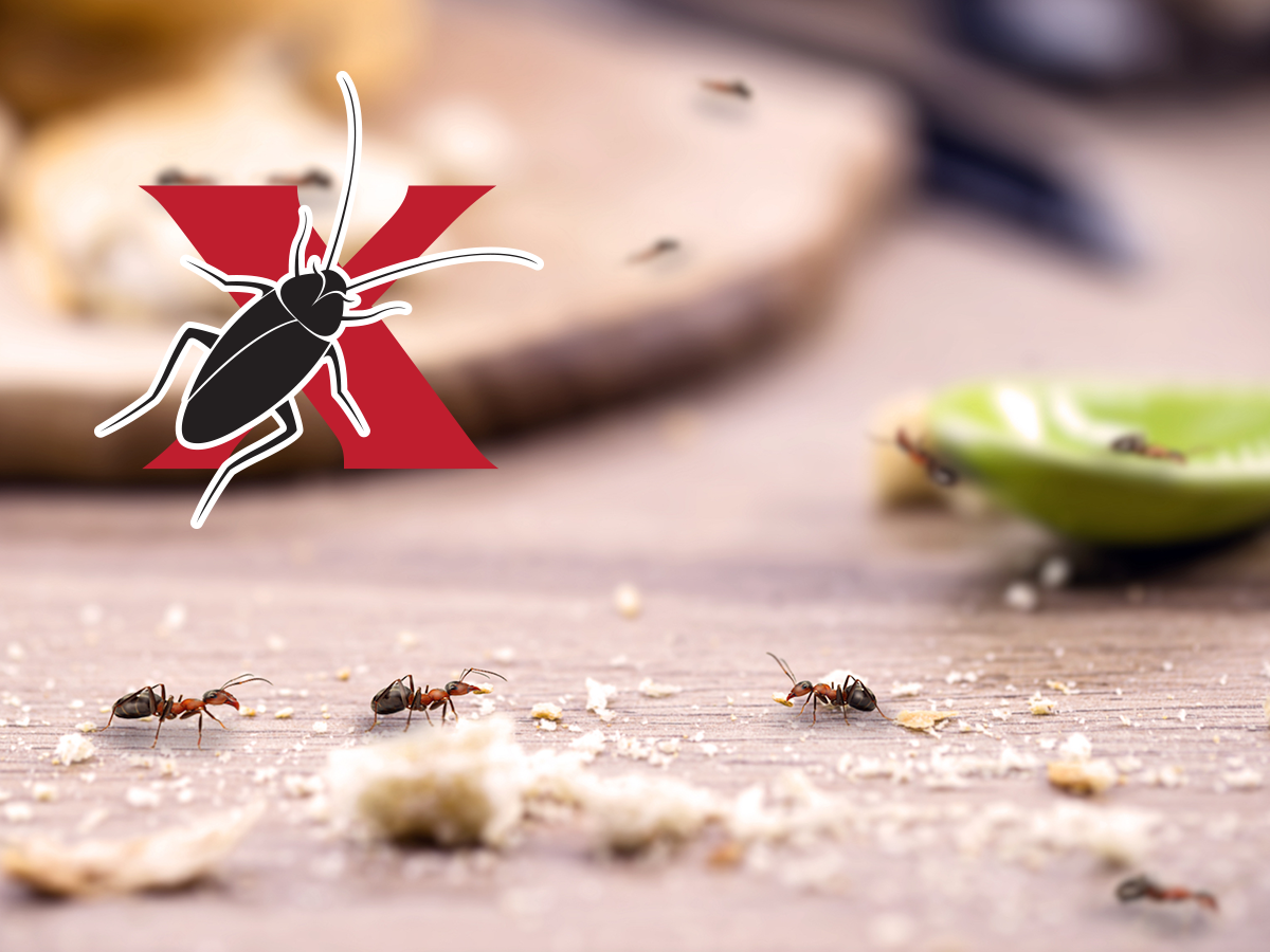 The Ants go marching on… and on and on
