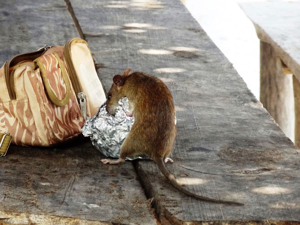 COVID-19 can attract pests to your home