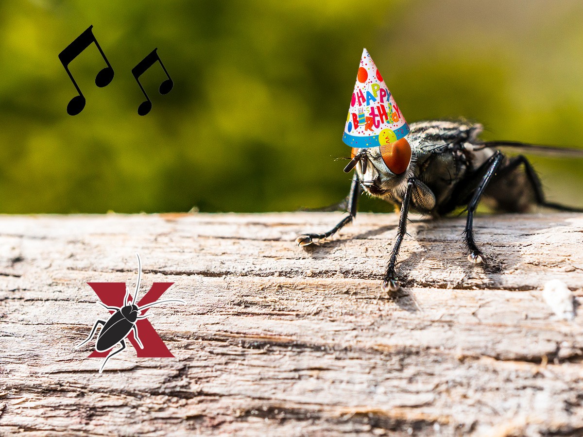 The Five Summer Critters to hate, bait and eradicate!