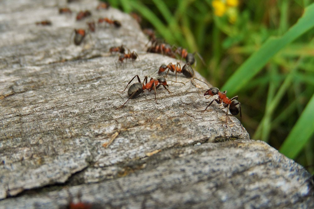 8 Effective and Natural Ways to Get Rid of Ants