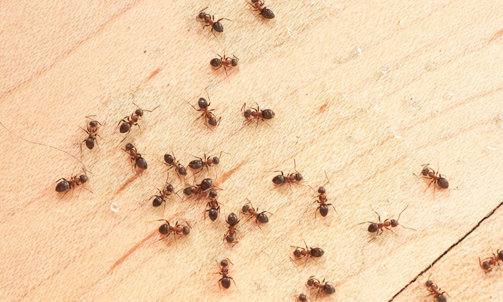 The Spring Connection - When the Ants Come Marching In