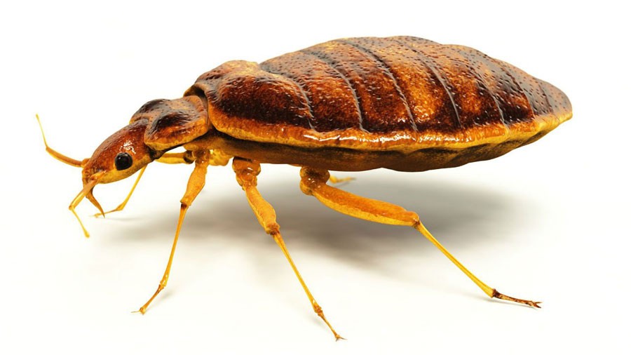 Bedbugs, the pesky bed invaders