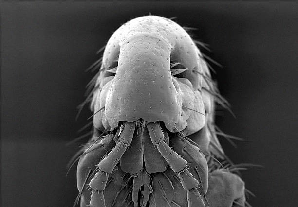 Facts about pests to give you nightmares!