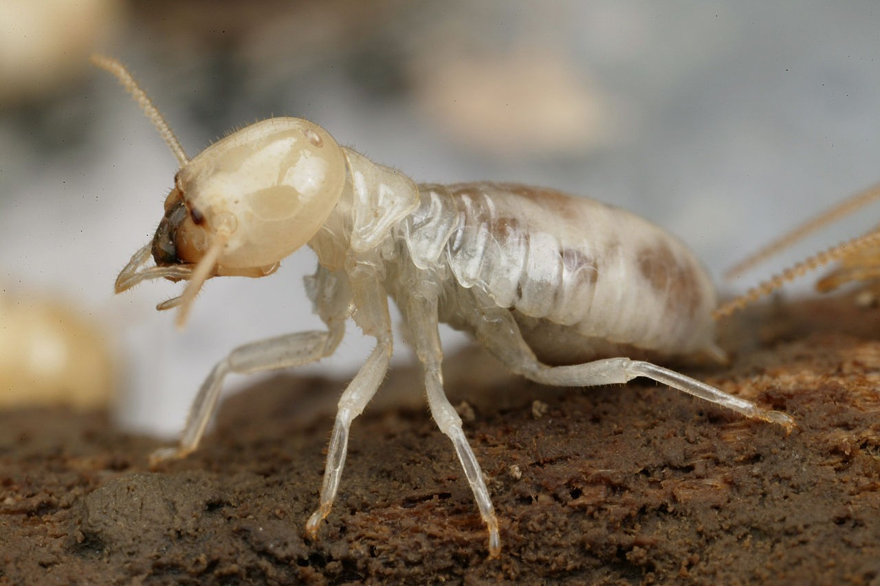 Termites & Flying Ants: The Facts