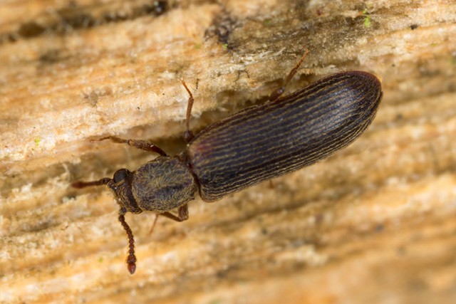 Do you have a Wood Borer Problem? Here how you can tell