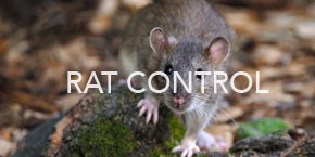 Rat Pest Control
