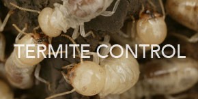 Termite Pest Control