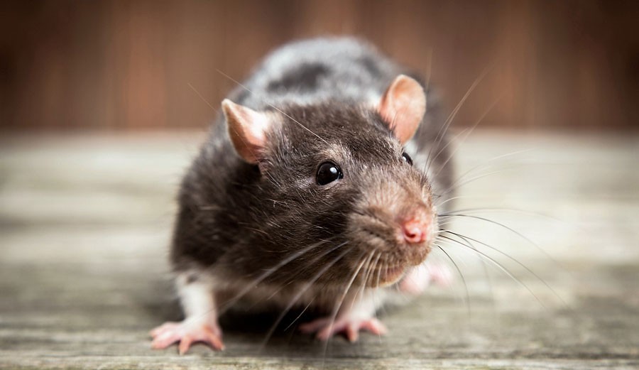 Beware The Dangers of Rat-Borne Diseases