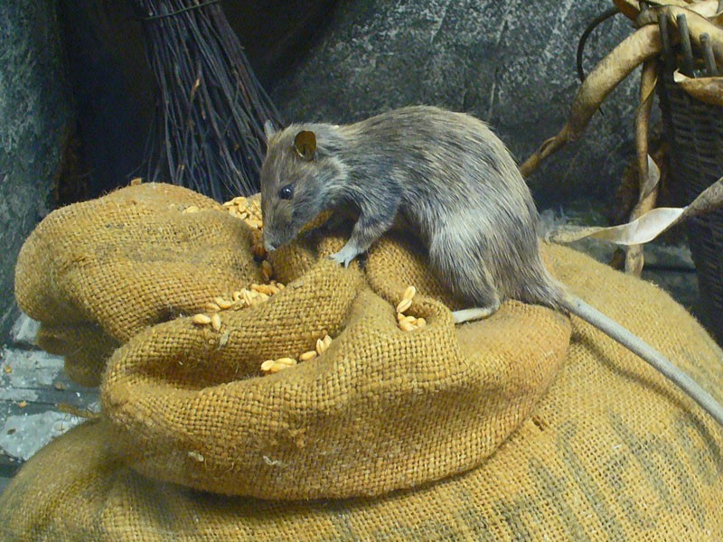 How To Properly Secure Your Home Against Rats