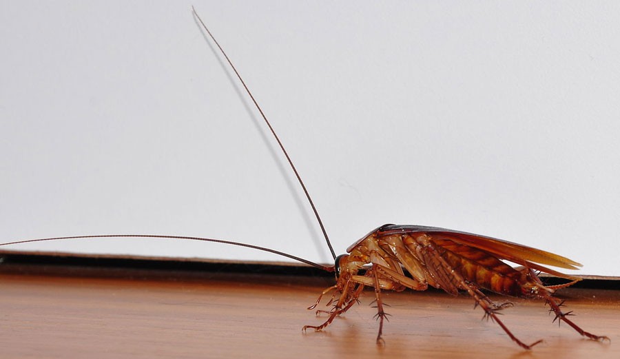 another-icky-roach-die-bitch-die