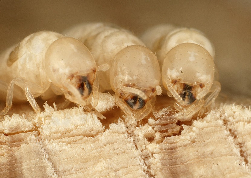 destructive-white-bitey-ants